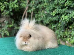 Lionhead