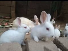 Rabbits male and female 2 month baby 0