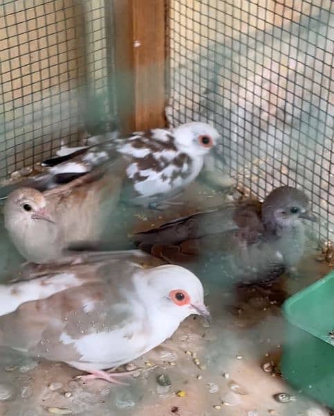 Pied Dove Chicks in all Mutations 1