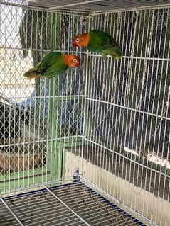 Green Opaline Pair Ready To First Breed