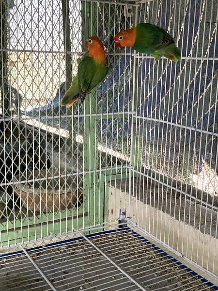 Green Opaline Pair Ready To First Breed 1