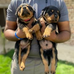 Rottweiler Male and female puppies  Urgent for sale Top Quality Healty
