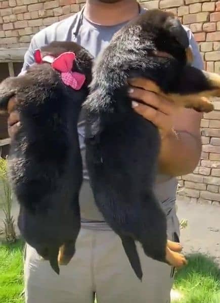 Rottweiler Male and female puppies  Urgent for sale Top Quality Healty 1