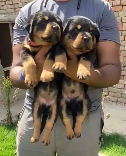 Rottweiler Male and female puppies  Urgent for sale Top Quality Healty 2