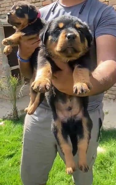 Rottweiler Male and female puppies  Urgent for sale Top Quality Healty 3