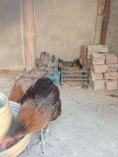 three desi hens with 1 rooster