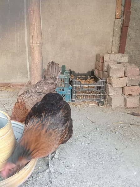 three desi hens with 1 rooster 0
