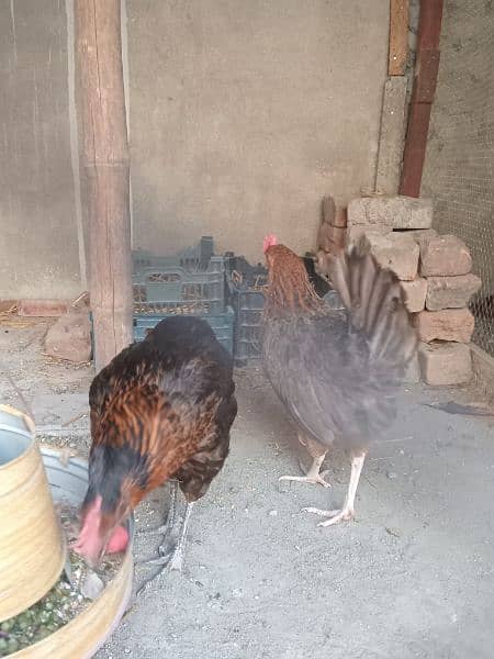 three desi hens with 1 rooster 1