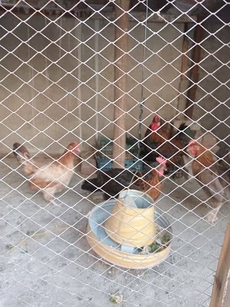 three desi hens with 1 rooster 4