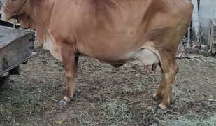 Sahiwal Desi cow for sale with wachi