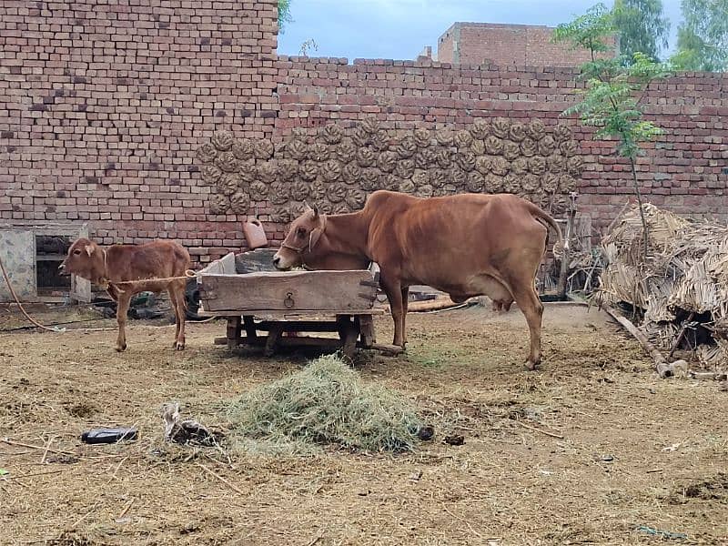 Sahiwal Desi cow for sale with wachi 1