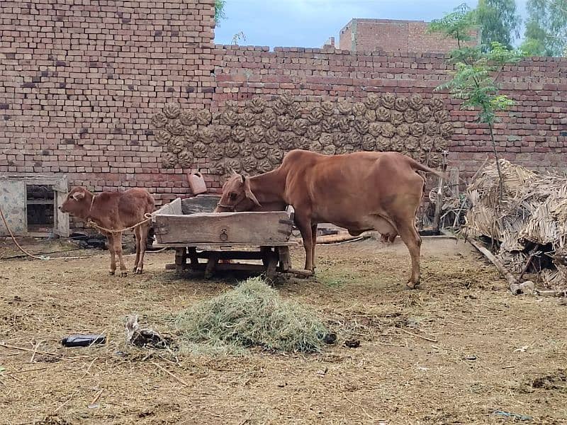 Sahiwal Desi cow for sale with wachi 2