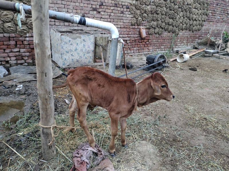 Sahiwal Desi cow for sale with wachi 3