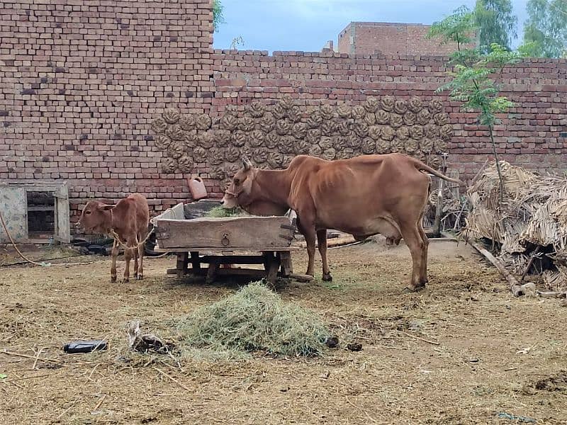 Sahiwal Desi cow for sale with wachi 4