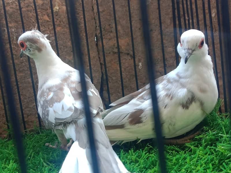 Pied Doves | Cocktail | Java | Australian Parrots / Budgies 1