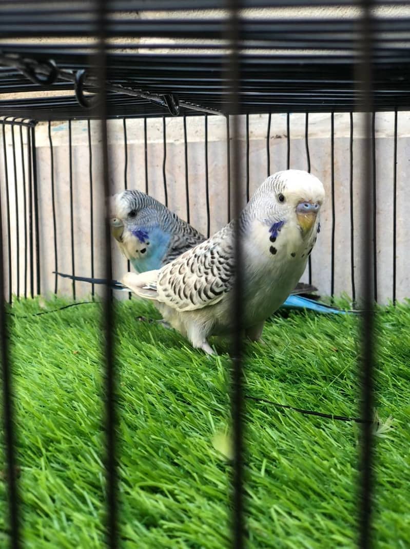 Pied Doves | Cocktail | Java | Australian Parrots / Budgies 5