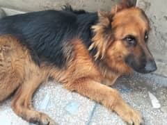 German Shepherd Male 2 Years Urgent Sale Lahore