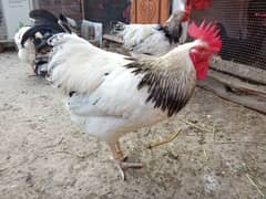 Light Sussex Australorp Hens
