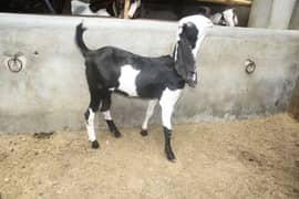 male Goat | Bakra | Mundra | khasi | available