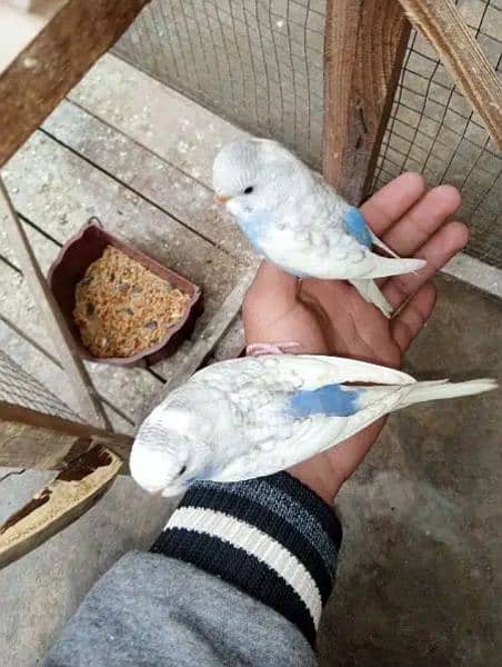 Fully tamed Australian Budgies parrots good quality breeders 0