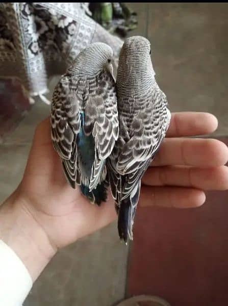 Fully tamed Australian Budgies parrots good quality breeders 1