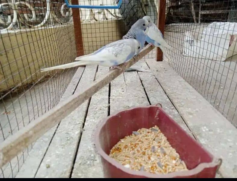 Fully tamed Australian Budgies parrots good quality breeders 3