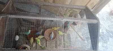 16 parrots ha bohot piyara ha
