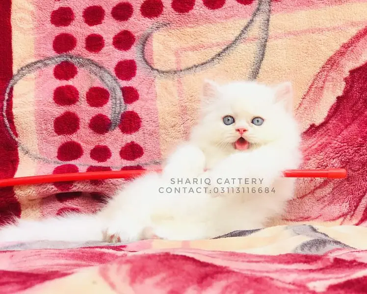 Imported quality persian kittens available