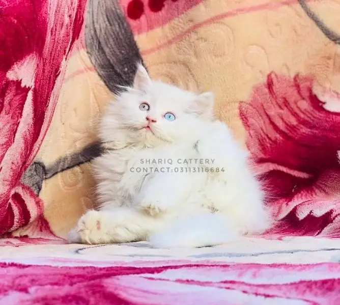 Imported quality persian kittens available — photo 2