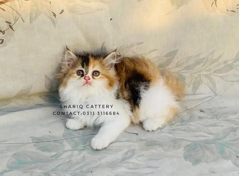 Imported quality persian kittens available — photo 3