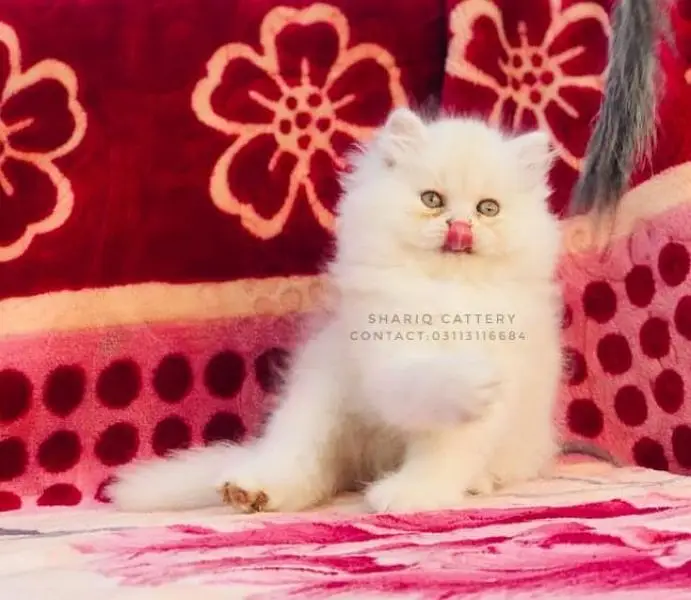 Imported quality persian kittens available — photo 4