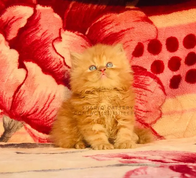 Imported quality persian kittens available — photo 5