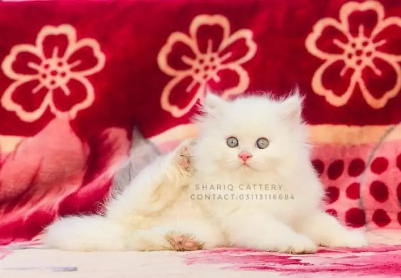 Imported quality persian kittens available — photo 6