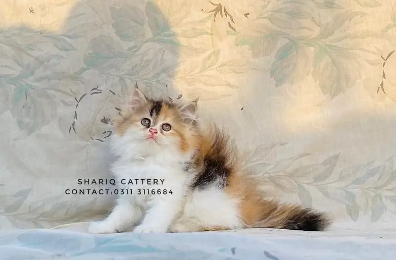 Imported quality persian kittens available — photo 9