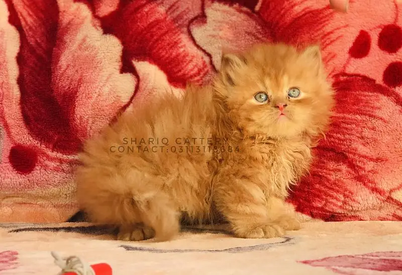 Imported quality persian kittens available — photo 10
