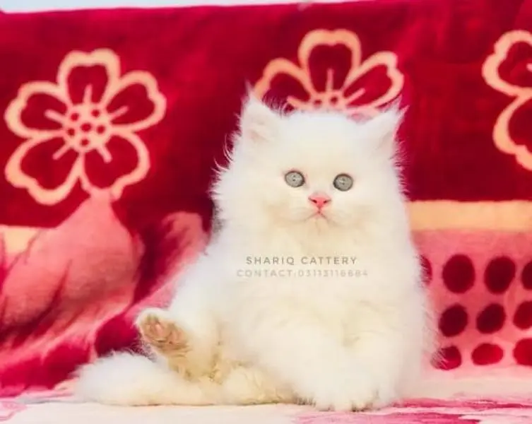 Imported quality persian kittens available — photo 11