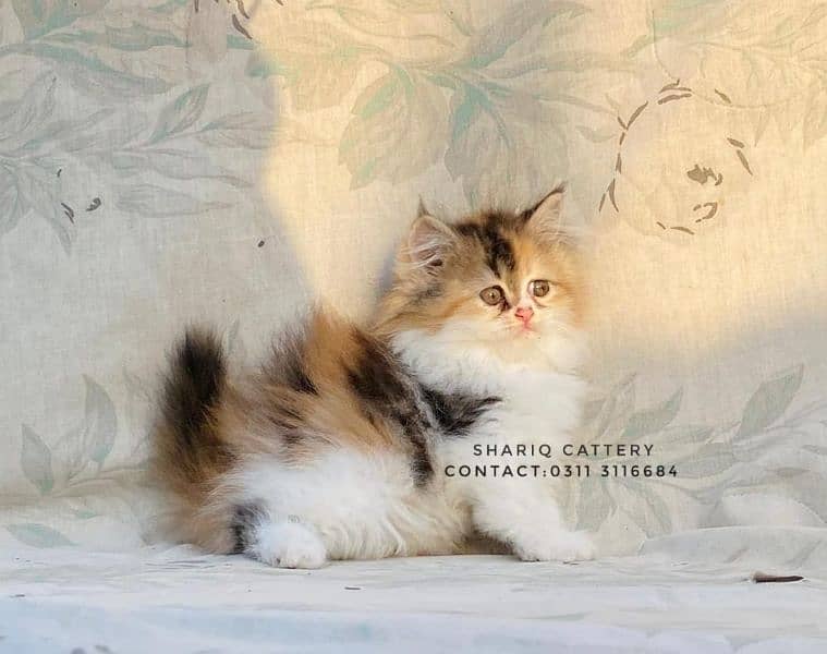 imported quality persian kittens available 10