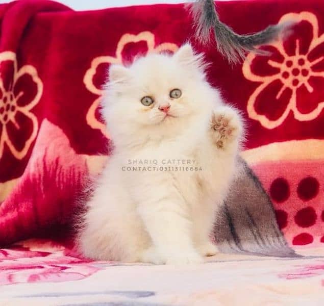 imported quality persian kittens available 16