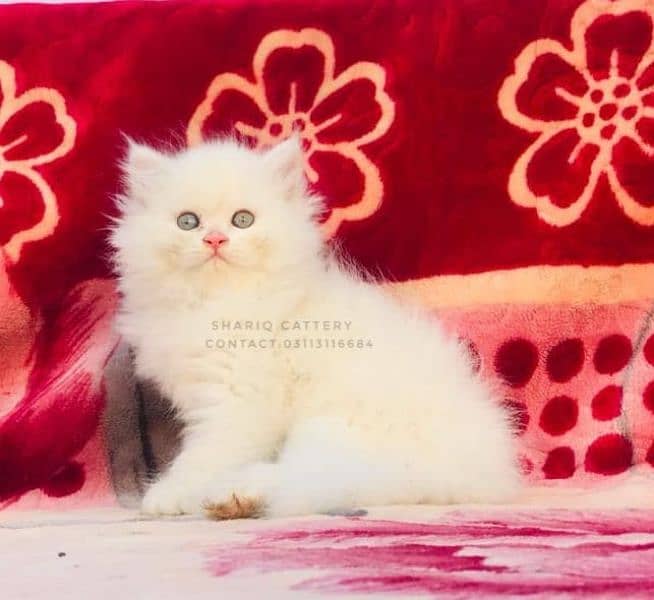 imported quality persian kittens available 19
