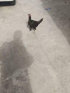 Black Aseel hen for sale