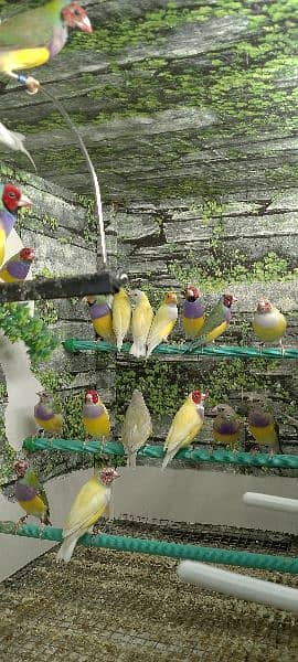 Gouldian check's and Ready to first breed Pairs o3o9 3 3 3 7 5 7 4 2
