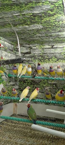 Gouldian check's and Ready to first breed Pairs o3o9 3 3 3 7 5 7 4 4