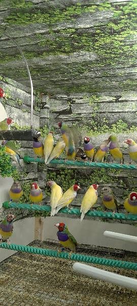 Gouldian check's and Ready to first breed Pairs o3o9 3 3 3 7 5 7 4 5