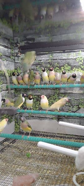 Gouldian check's and Ready to first breed Pairs o3o9 3 3 3 7 5 7 4 6