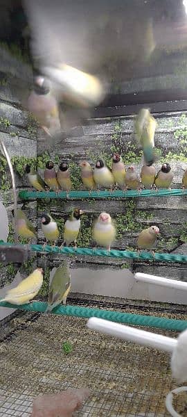 Gouldian check's and Ready to first breed Pairs o3o9 3 3 3 7 5 7 4 8