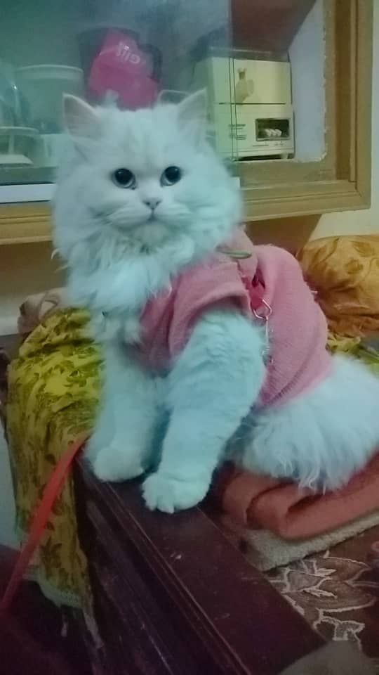 pure persian female cat 0