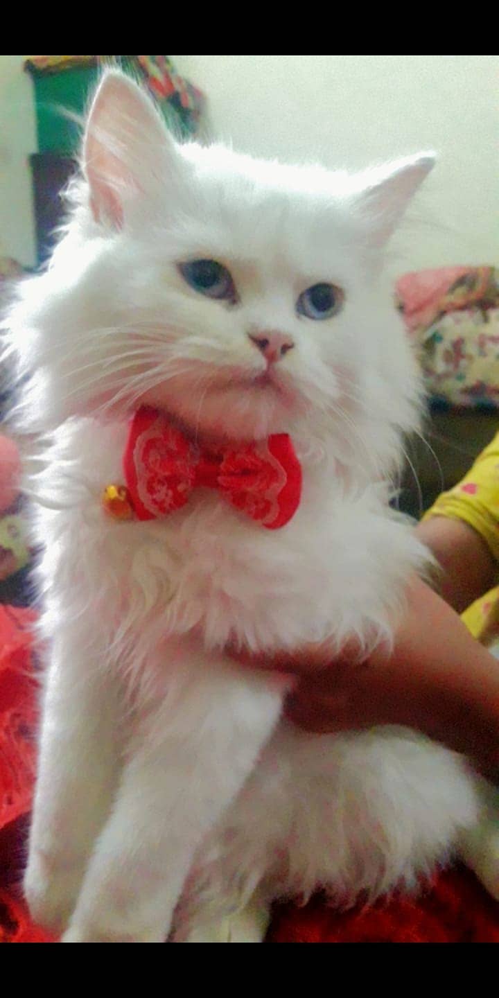 pure persian female cat 1