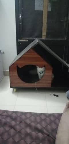 cat wooden house