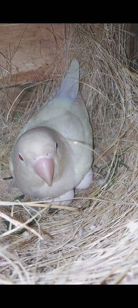 love birds | Breeder pair | Albino red eye | parblue split ino |parrot 10