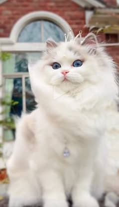 Urgent Persian Male Cat available o*3*1*1*5*1*8*2*8*2*o
